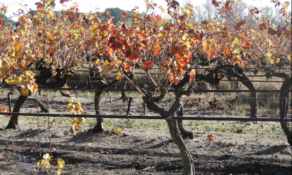 Irriguer la vigne avec des eaux usées traitées c’est possible !