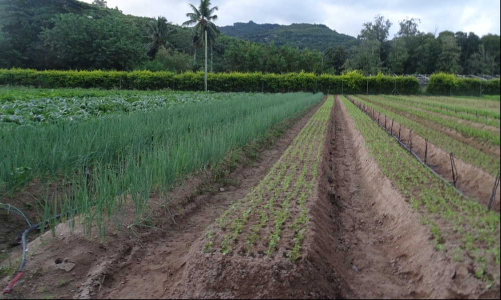 Market assessment on the demand for use of treated sewage effluent and biosolids