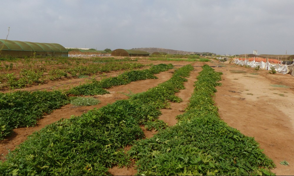 Réutilisation des eaux usées dans la région du MENA (Afrique du Nord et Moyen Orient)