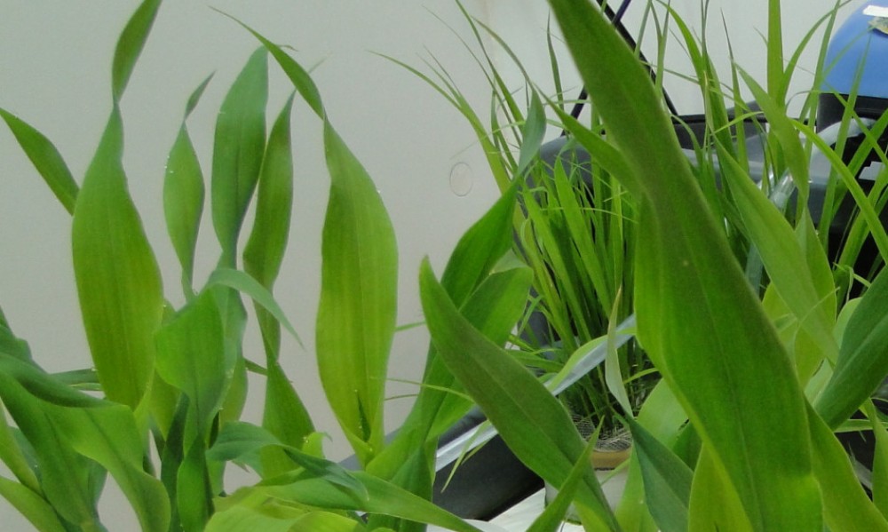 Laboratoire Sol-Plantes