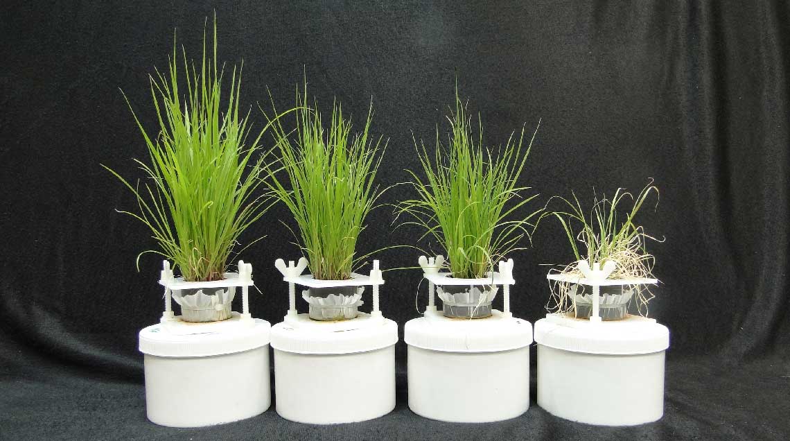 Gérer les salinités de l’eau et des sols